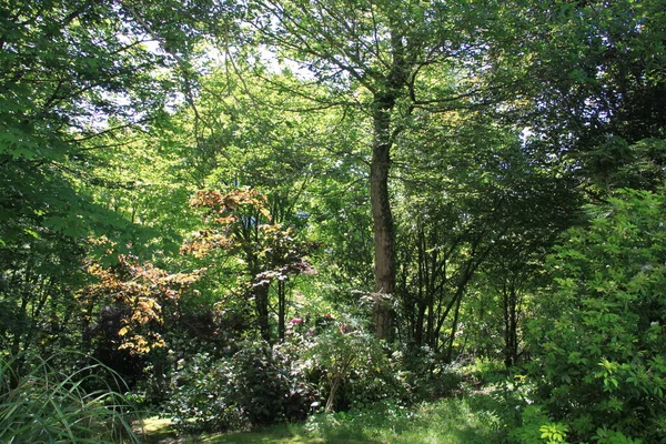 Paisaje Natural Con Árboles Plantas País Vasco — Foto de Stock