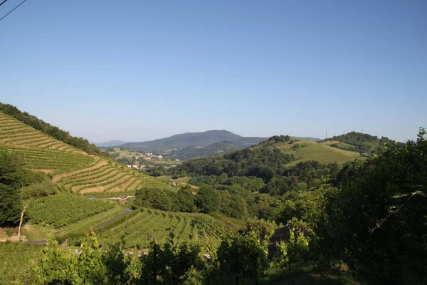 Viñedos Txakoli Zarautz País Vasco España —  Fotos de Stock