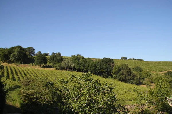 Txakoli Szőlőültetvények Zarautz Baszkföldön Spanyolország — Stock Fotó