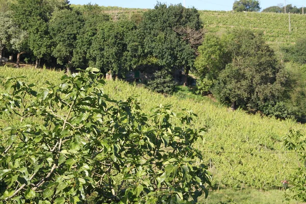 Vinhas Txakoli Zarautz País Basco Espanha — Fotografia de Stock