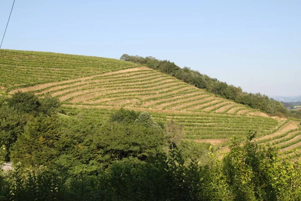 Txakoli Vineyards Zarautz Basque Country Spain — Stock Photo, Image