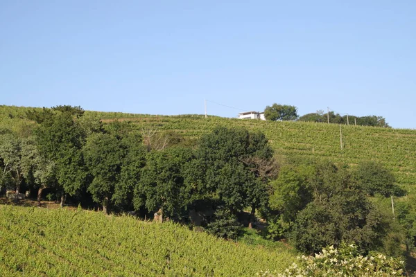 Txakoli Szőlőültetvények Zarautz Baszkföldön Spanyolország — Stock Fotó