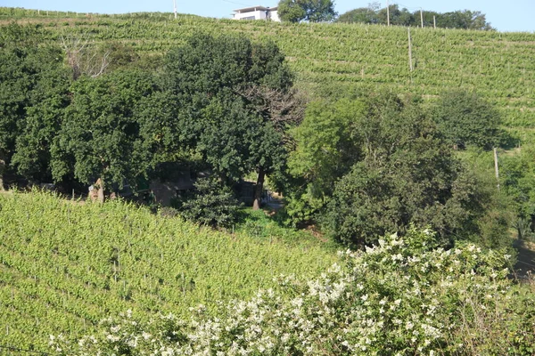 Txakoli Weinberge Zarautz Baskenland Spanien — Stockfoto