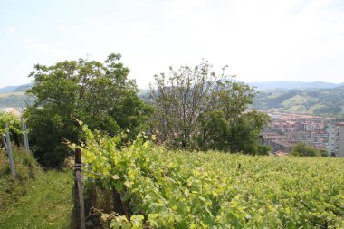 vineyard plantation, agriculture and farming