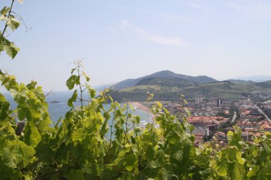 İsviçre 'deki üzüm bağında ön planda güzel bir manzara var.