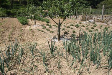 olive tree, agriculture, farming