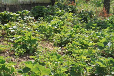 young red pepper plant