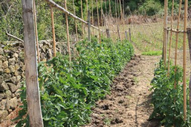 the garden is growing in the countryside.