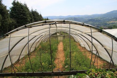 Ormandaki yeşil ağaçlar