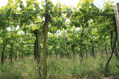 vineyard in tuscany in the countryside