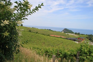 San Miguel Adası, Azores, Portekiz 'in üzüm bağları ve kırsal manzarası