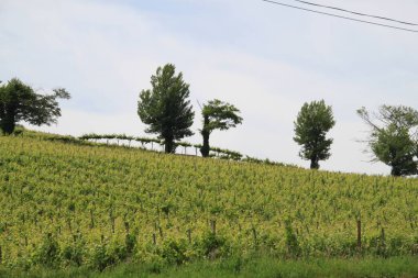 Üzüm bağı manzarası, mavi gökyüzü ve beyaz bulutlar