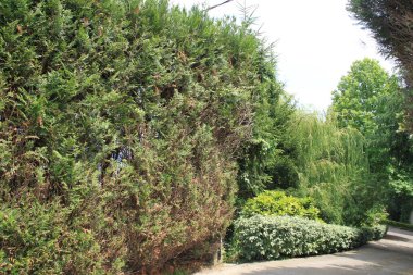 Parkın güzel manzarası