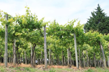 Üzüm bağı manzarası, mavi gökyüzü ve beyaz bulutlar