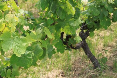 a closeup of an oak grapes in the vineyard