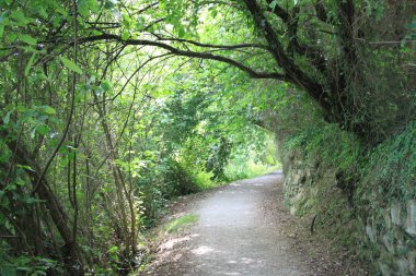 green forest and trees in the park in the north of israel