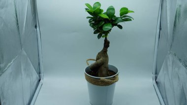 beyaz arkaplanda hibiscus bonsai
