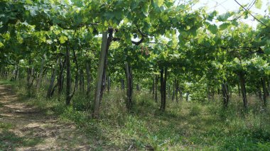 İlkbaharda üzüm bağı manzarası