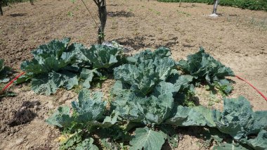 Organik bahçedeki lahanalar