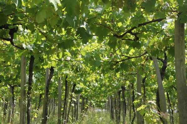 green leaves of the trees with yellow and white