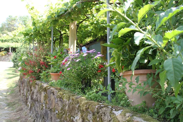 Small Flower Park Israel — ストック写真