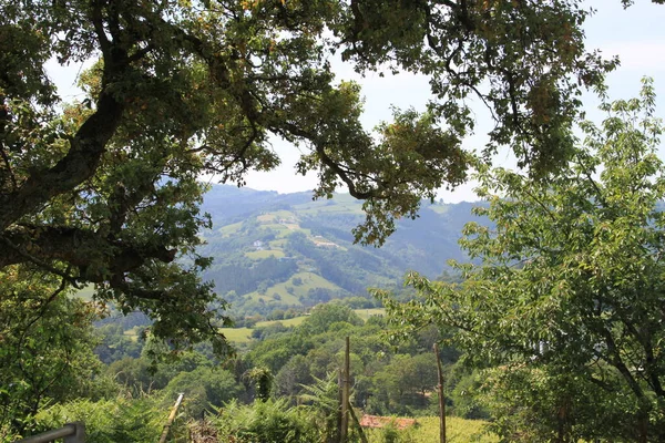 Beautiful View Old Mountain Landscape Middle Forest — Fotografia de Stock