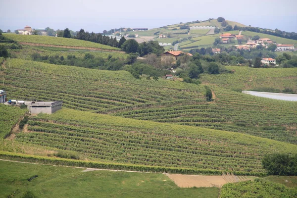 Belle Vue Sur Les Vignobles Depuis Vignoble Italie — Photo