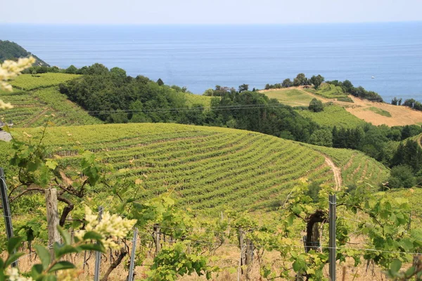 Vinha Com Plantas Verdes Toscana Portugal — Fotografia de Stock