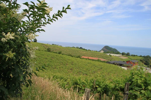 San Miguel Adası, Azores, Portekiz 'in üzüm bağları ve kırsal manzarası