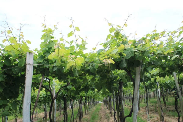 Vineyard Wine Plants Flora — Stock Photo, Image