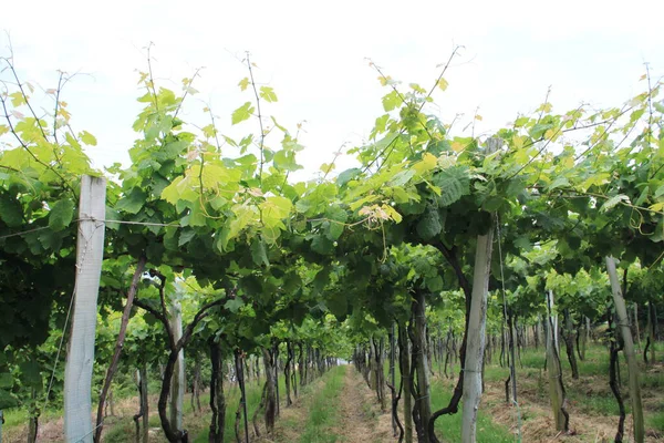 Vineyard Garden Morning — Stock Photo, Image