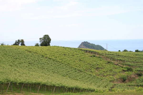 Viñedo Verde Con Árbol Sobre Fondo Montañas —  Fotos de Stock