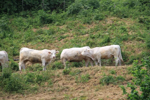 Vacas Pasto —  Fotos de Stock