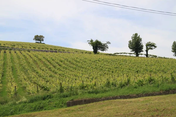 Виноградник Пейзаж Голубое Небо Белые Облака — стоковое фото