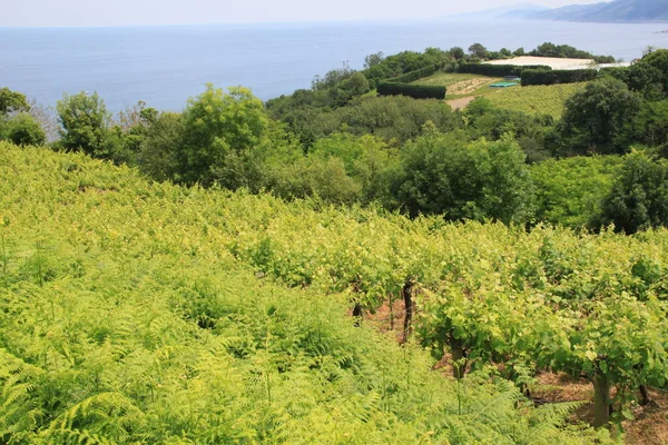 Weinberglandschaft Blauer Himmel Und Weiße Wolken — Stockfoto