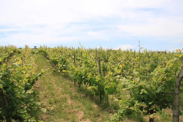 Vineyard Landscape Blue Sky White Clouds — Stock Photo, Image