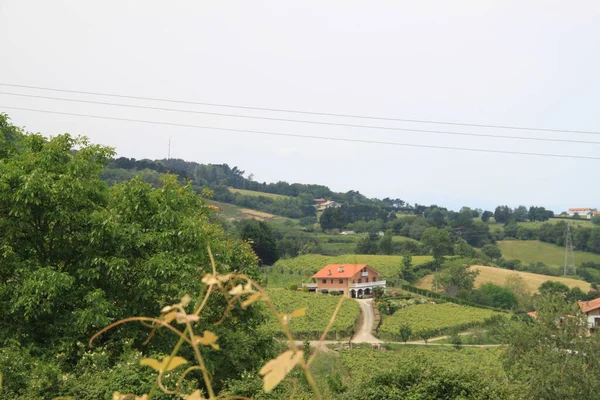 Piękna Zielona Winnica Górach — Zdjęcie stockowe