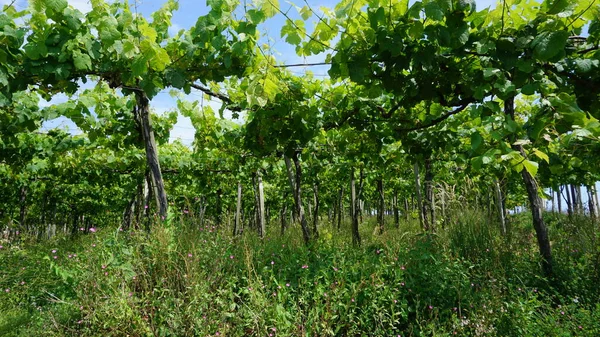 Vinodlingslandskap Våren — Stockfoto