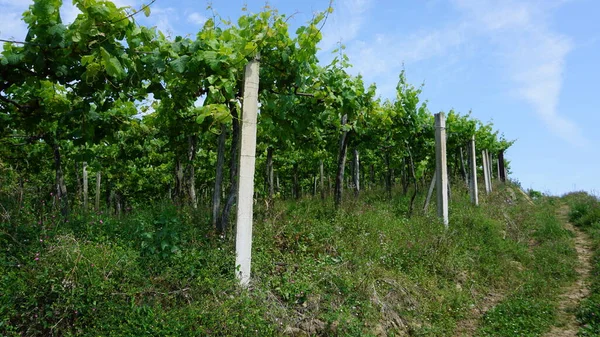 Vineyard Landscape Spring — Stock Photo, Image