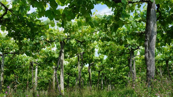 Paisagem Vinícola Primavera — Fotografia de Stock