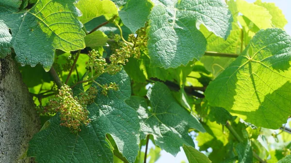 Vinodlingslandskap Våren — Stockfoto