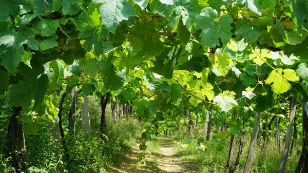 Vinodlingslandskap Våren — Stockfoto