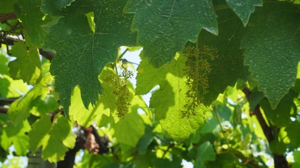 Виноградник Весной — стоковое фото