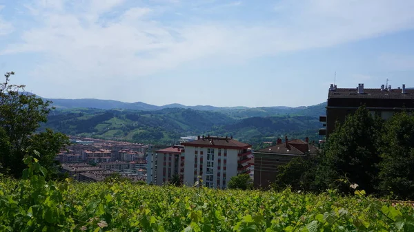 Ландшафт Міста Заруц Пагорба Виноградниками Країні Басків Іспанія — стокове фото