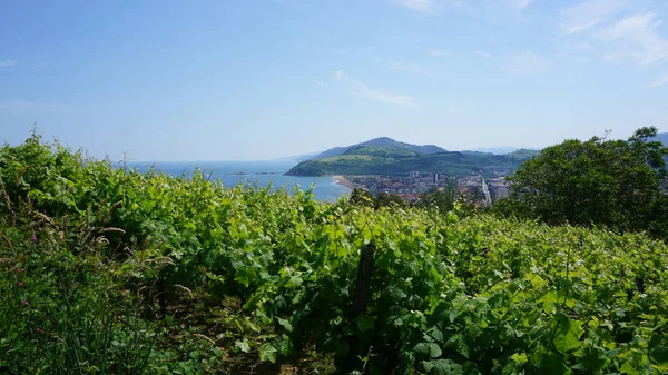 Krajobraz Plaży Zarautz Wzgórza Winnicami Kraj Basków Hiszpania — Zdjęcie stockowe