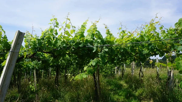 Landsbygdslandskap Med Vinodlingar Baskien Spanien — Stockfoto