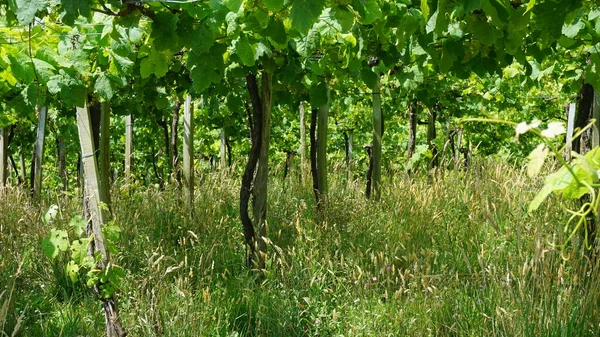 Landelijk Landschap Met Wijngaarden Baskenland Spanje — Stockfoto