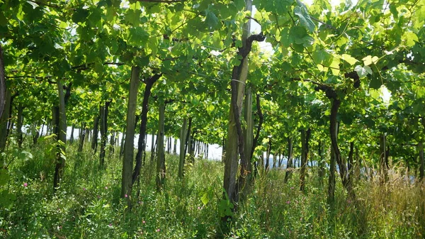 Paisagem Rural Com Vinhas País Basco Espanha — Fotografia de Stock