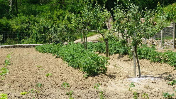 Plantation Pommes Terre Dans Jardin Bio — Photo