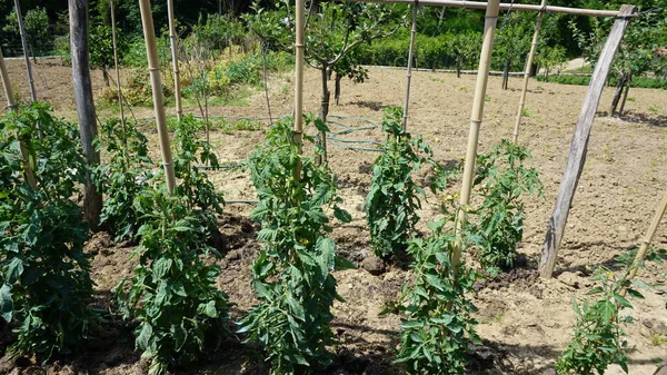 Plantation Tomates Dans Jardin Bio — Photo